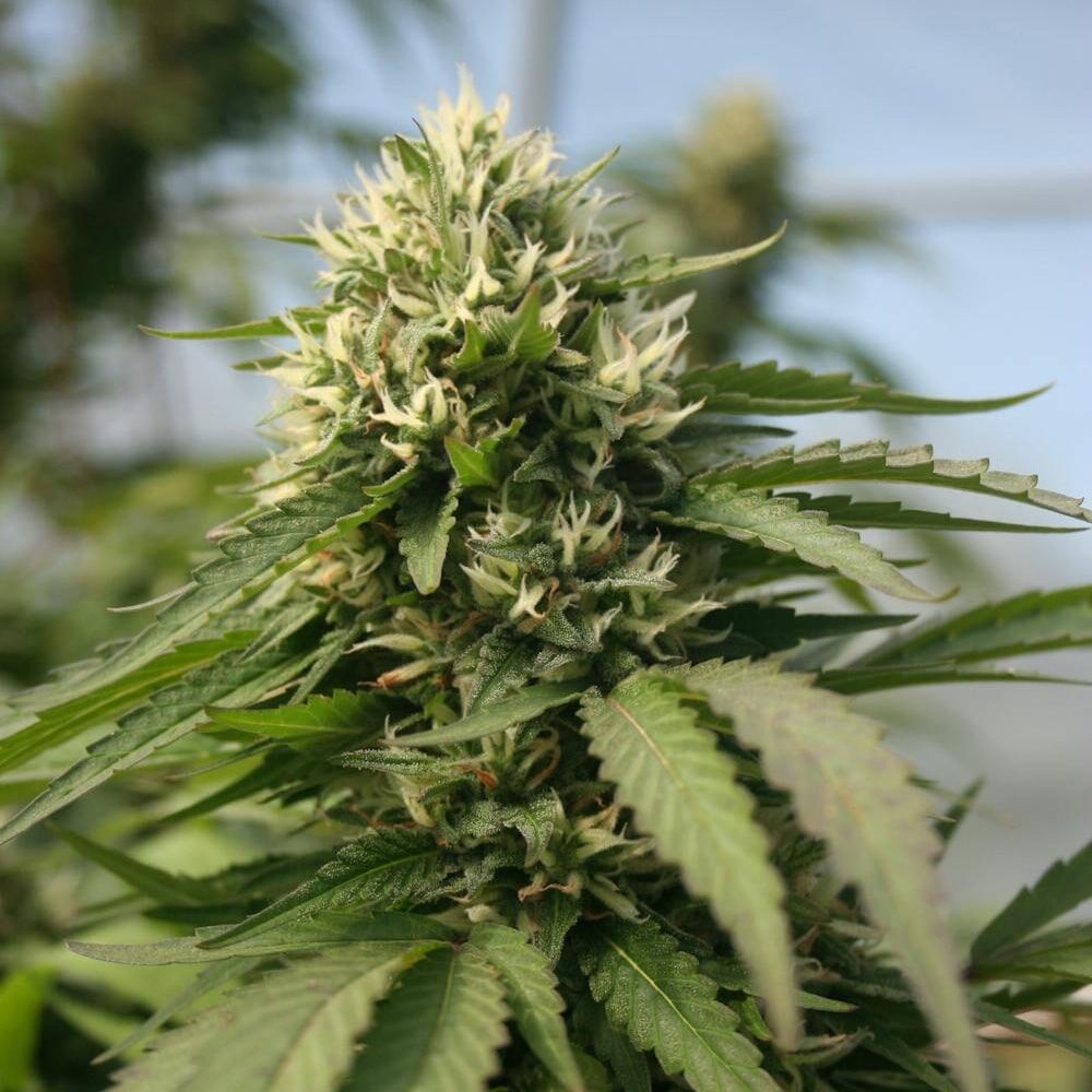 STRNG Seeds – Blueberry Kush x Blackberry Kush