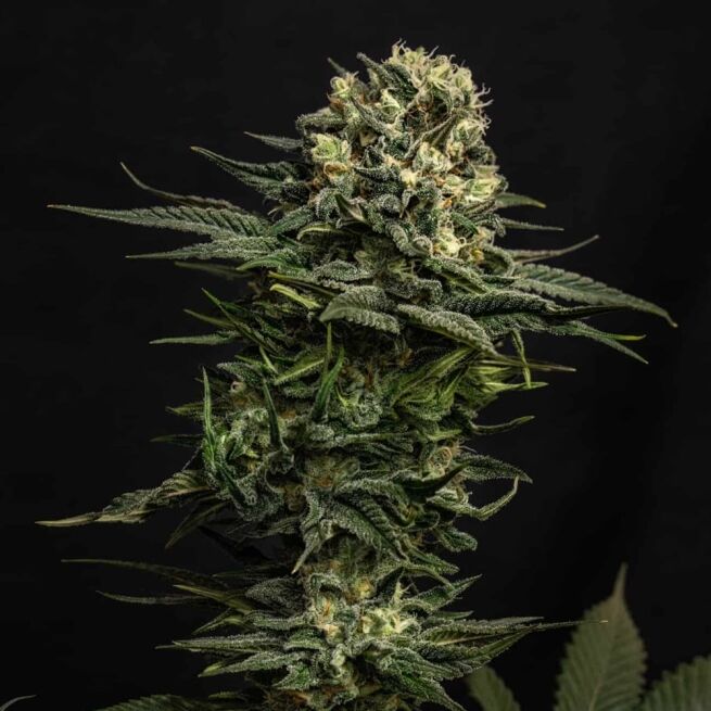 STRNG Seeds – Cookie Frost