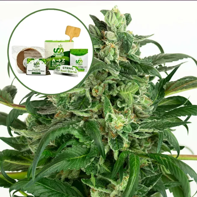 Banana OG Strain Grow Kit