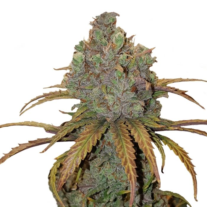El Patron Plant