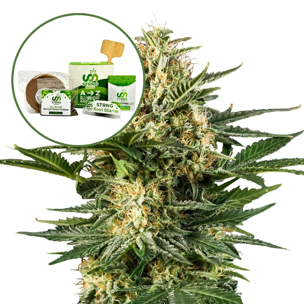 Green Gelato Strain Grow Kit