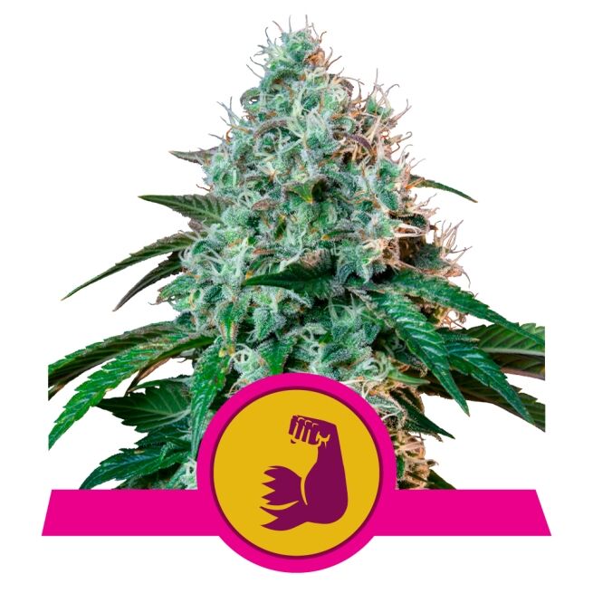 Hulkberry