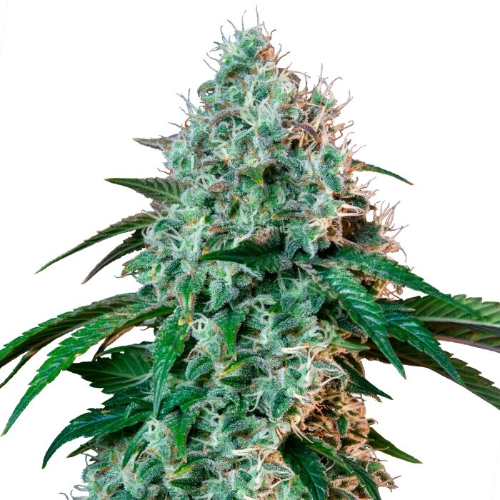 Hulkberry Plant