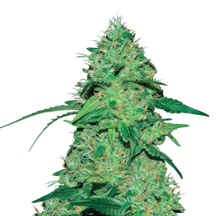 Joanne's CBD - Image 3