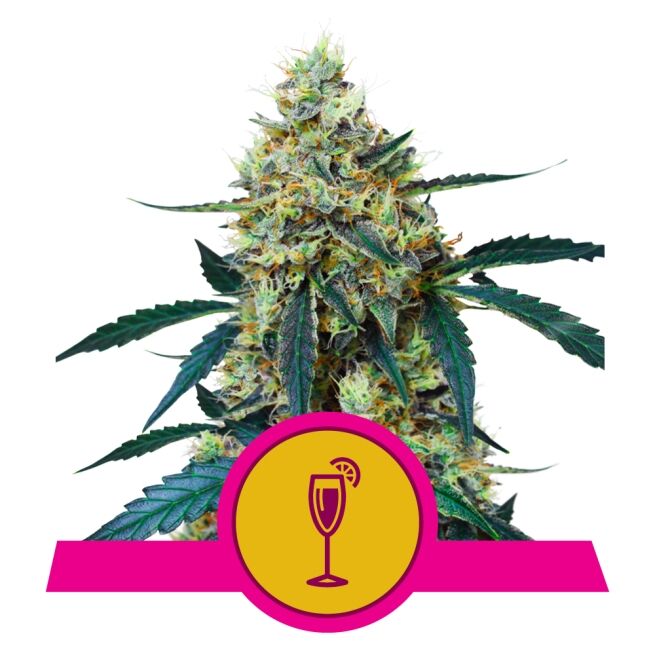Mimosa