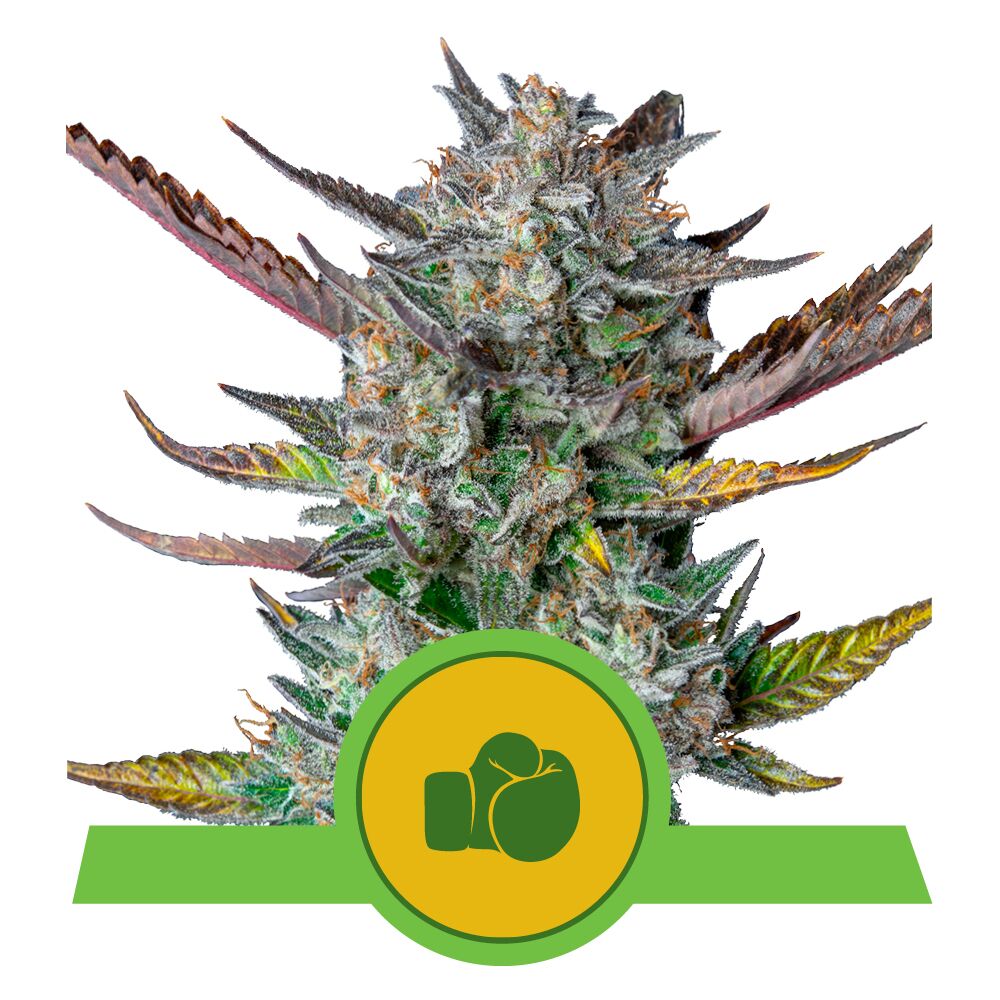 Purple Punch Auto