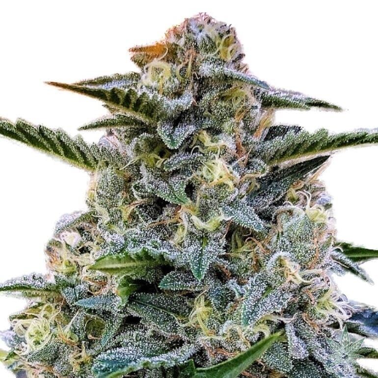 STRNG Seeds - Bruce Banner Auto