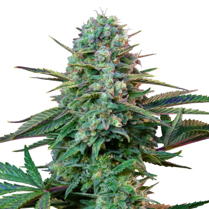 Wedding Crasher Plant