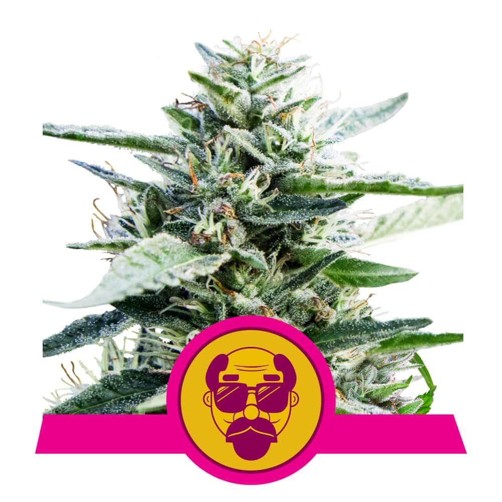Granddaddy Purple