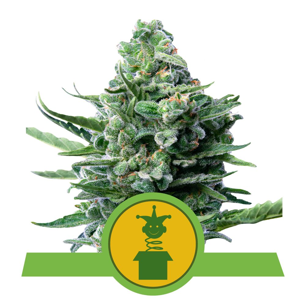 Royal Jack Auto