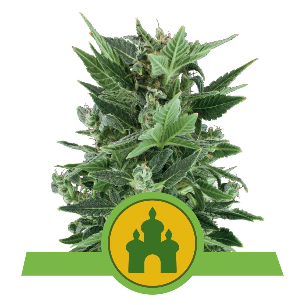 Royal Kush Auto