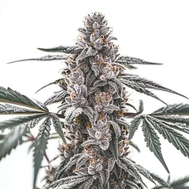 STRNG Seeds – Black Widow