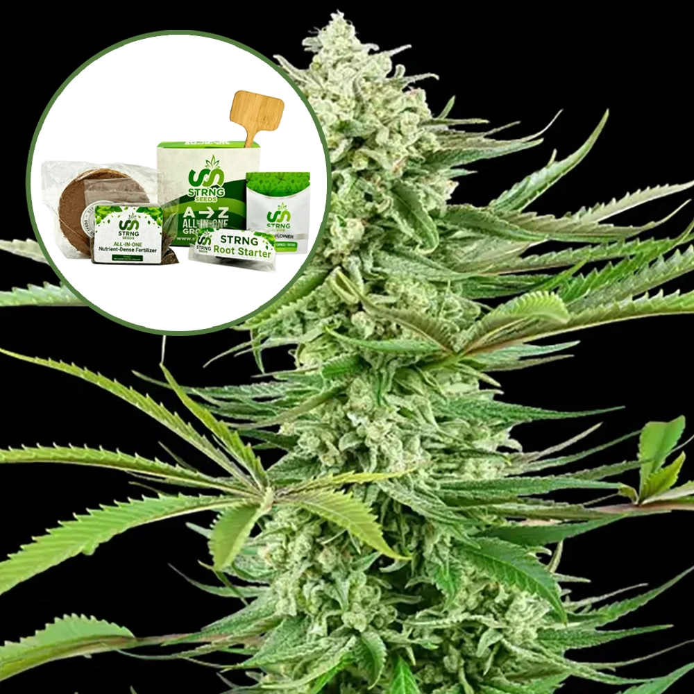 Malibu OG Strain Grow Kit