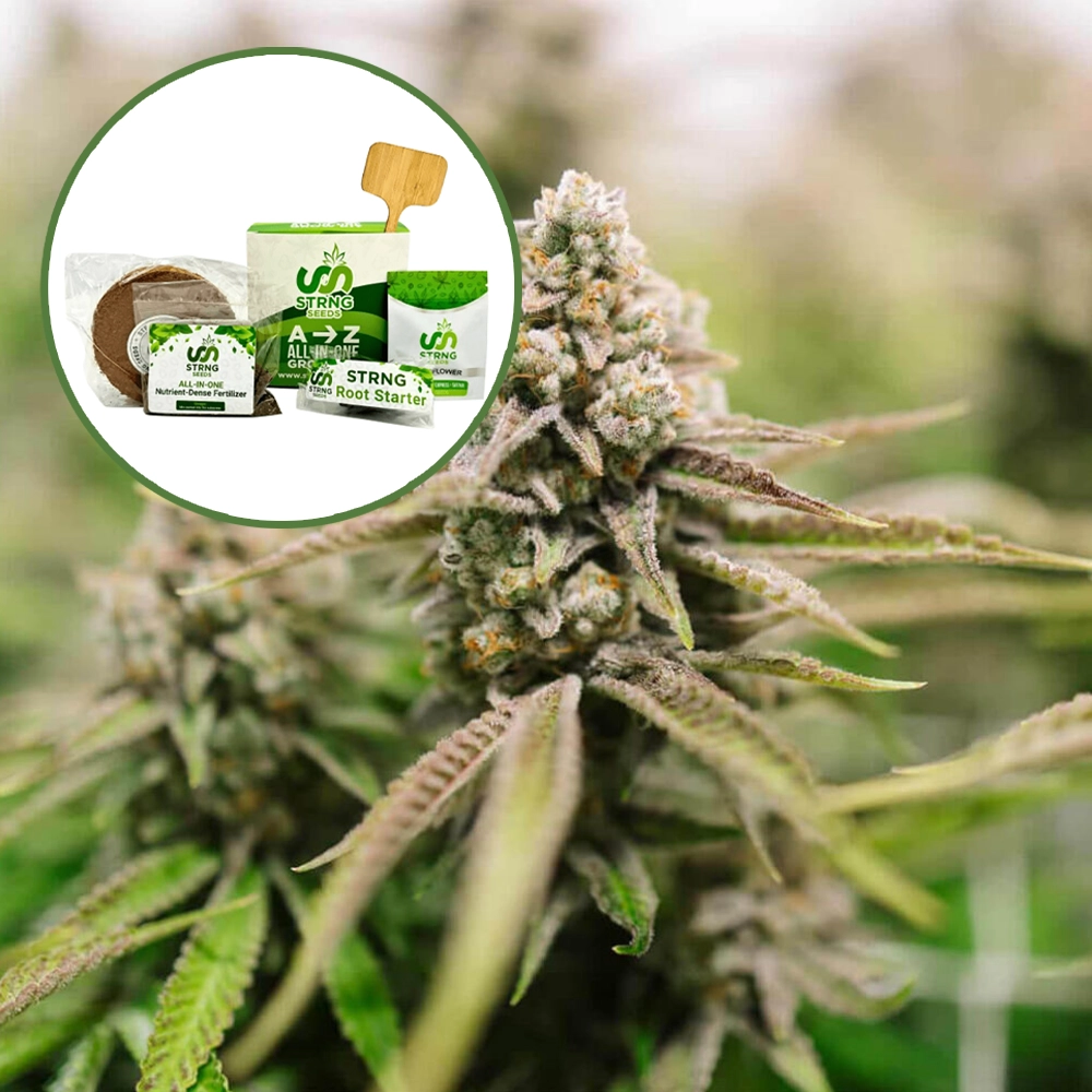 Strawberry Lemonade Strain Grow Kit