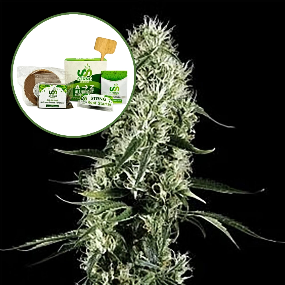 Super Silver Haze Strain Grow Kit