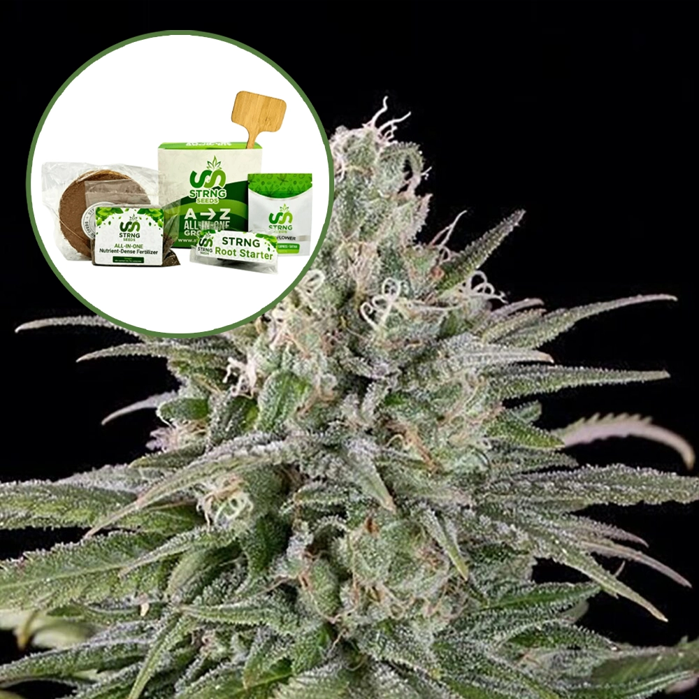 UK Cheese Strain Grow Kit