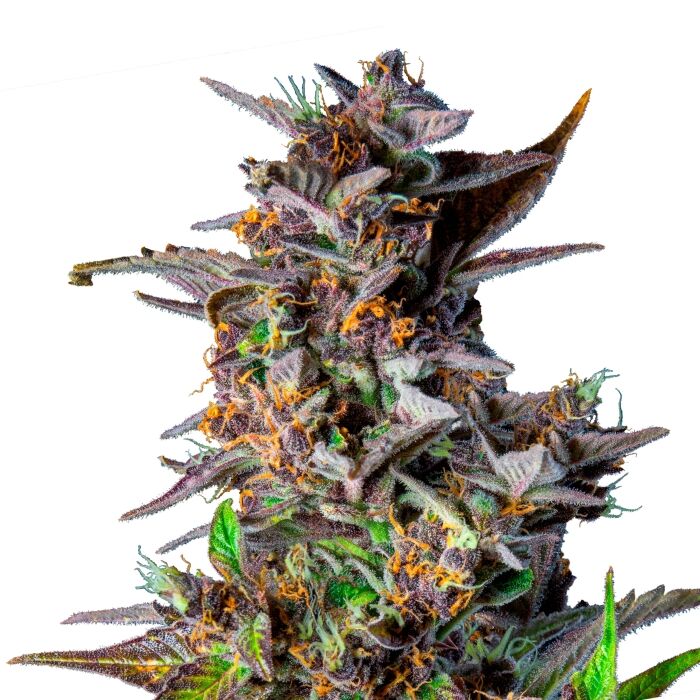 Watermelon Auto - Image 3