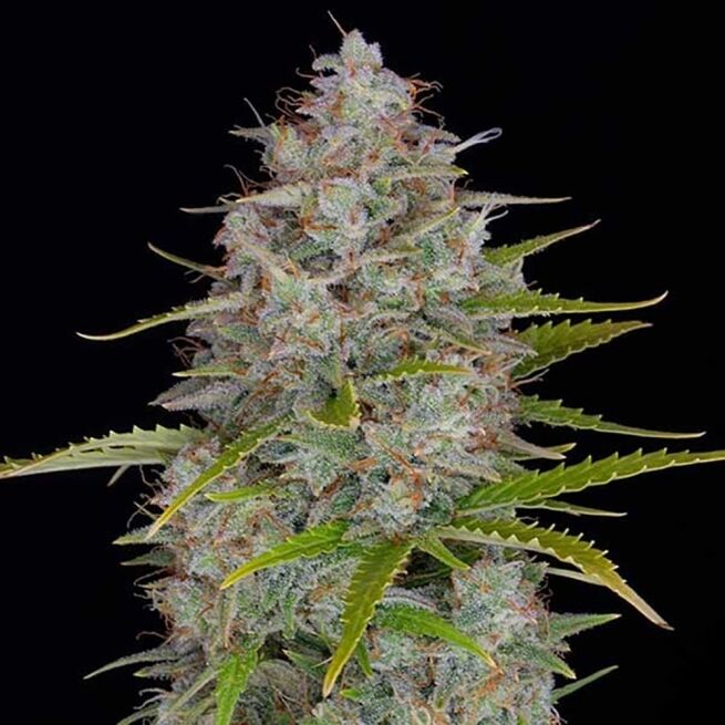 STRNG Seeds – Orange Fuel
