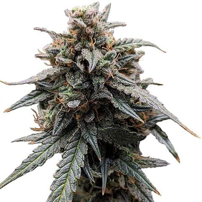 STRNG Seeds – Sweet Tooth
