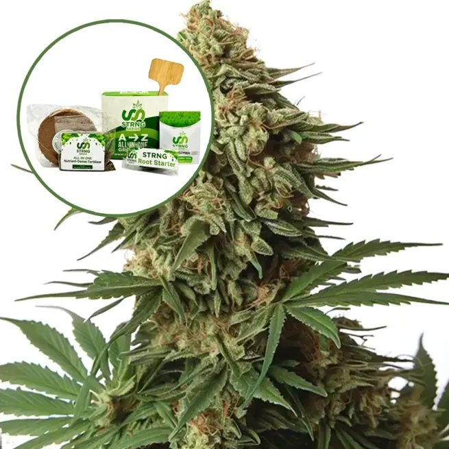 9 lb Hammer Strain Grow Kit