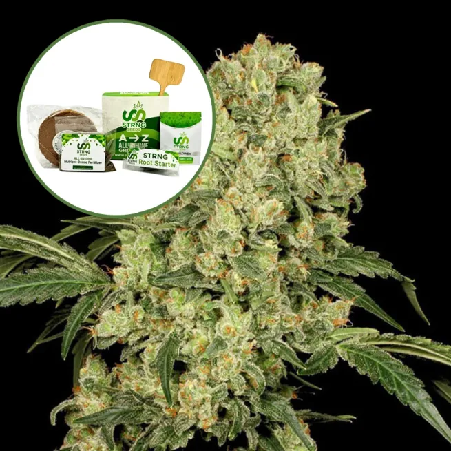 AK 47 Strain Grow Kit