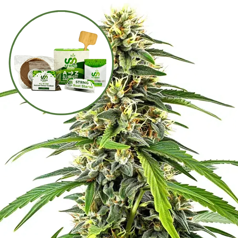 Amnesia Strain Grow Kit