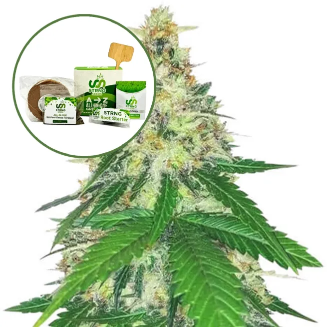 Apple Betty Strain Grow Kit