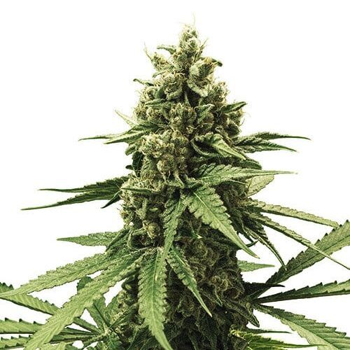 Apple Fritter Plant