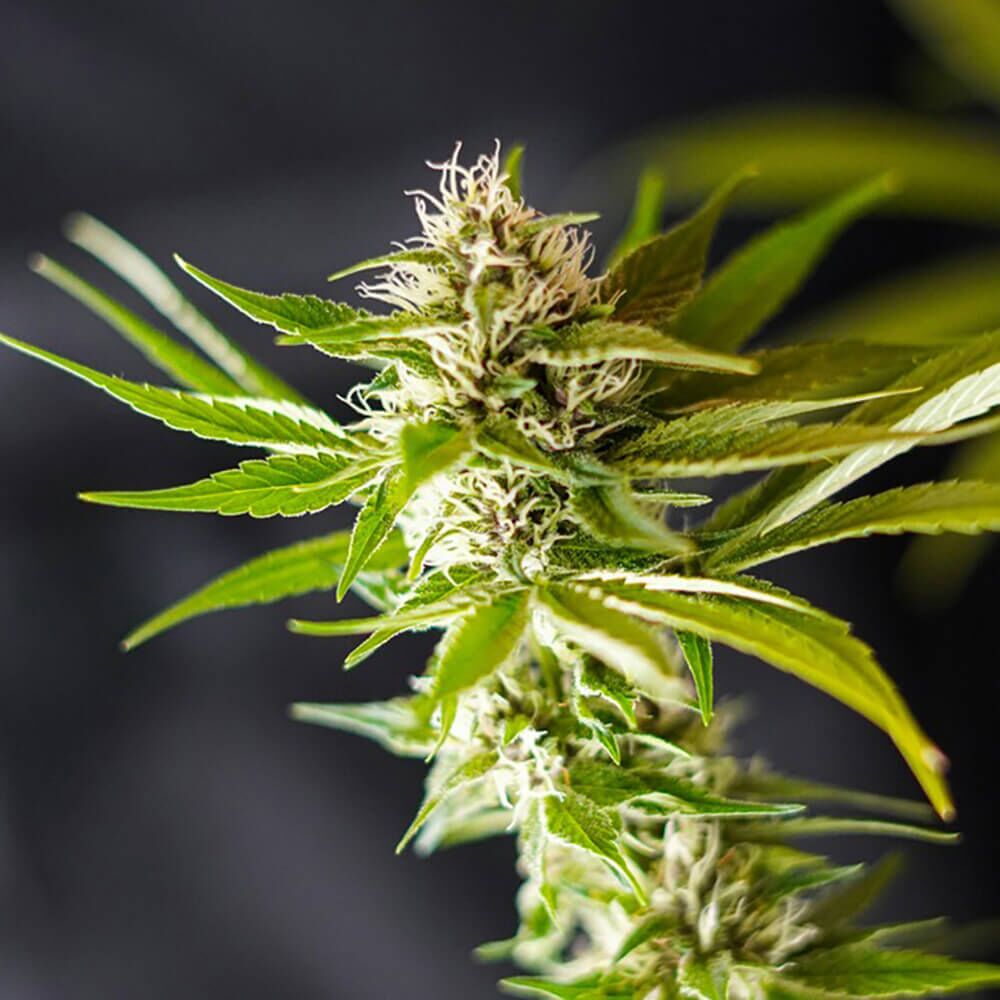 STRNG Seeds – Apple Fritter x Tangie Gak
