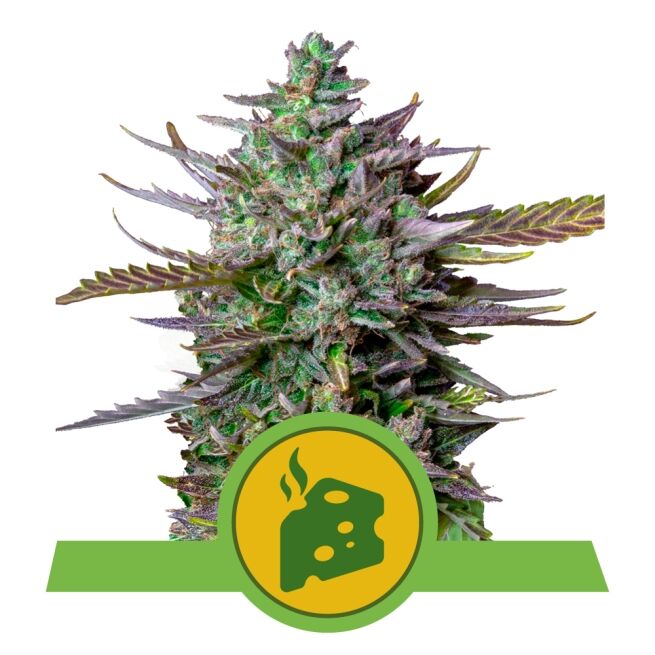 Blue Cheese Auto