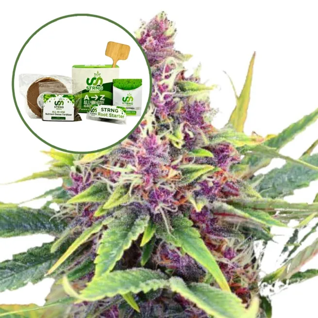 Blueberry Kush Strain Grow Kit