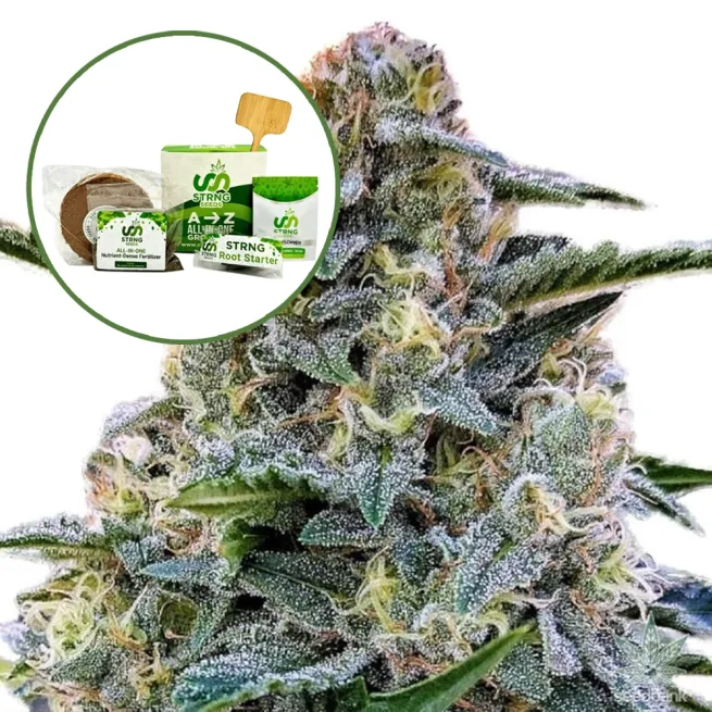 Bruce Banner Strain Grow Kit