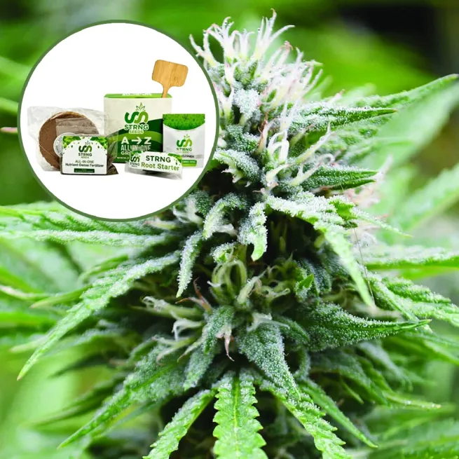Candyland Strain Grow Kit