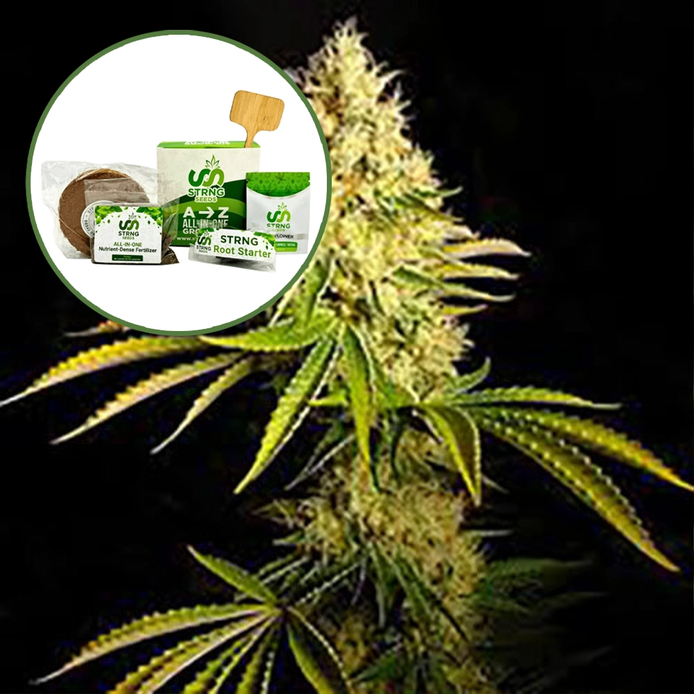 Chemdawg Strain Grow Kit