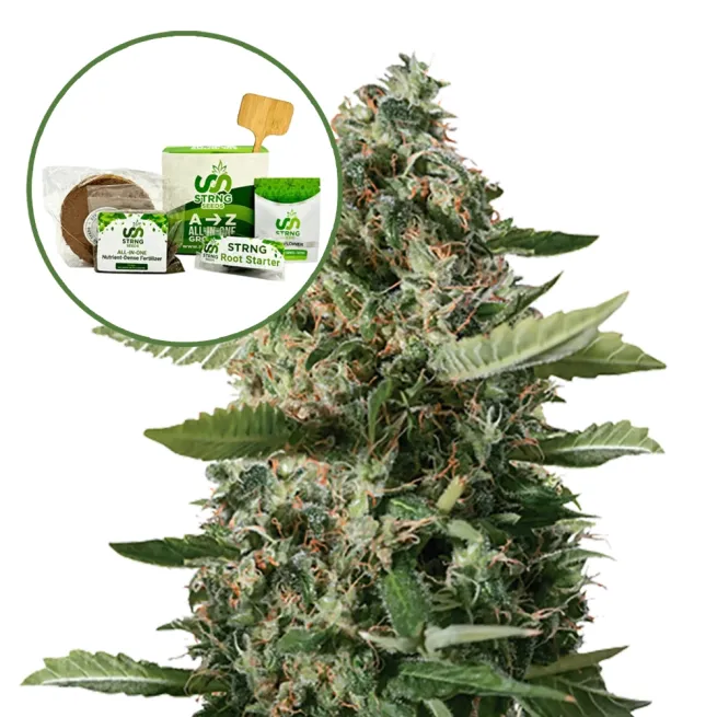 East Coast Sour Diesel Strain Grow Kit