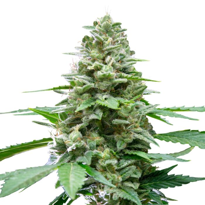Easy Bud Auto - Image 3