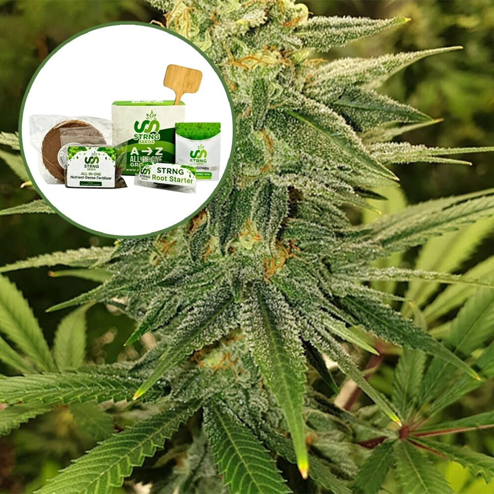 Gold Leaf Strain Grow Kit