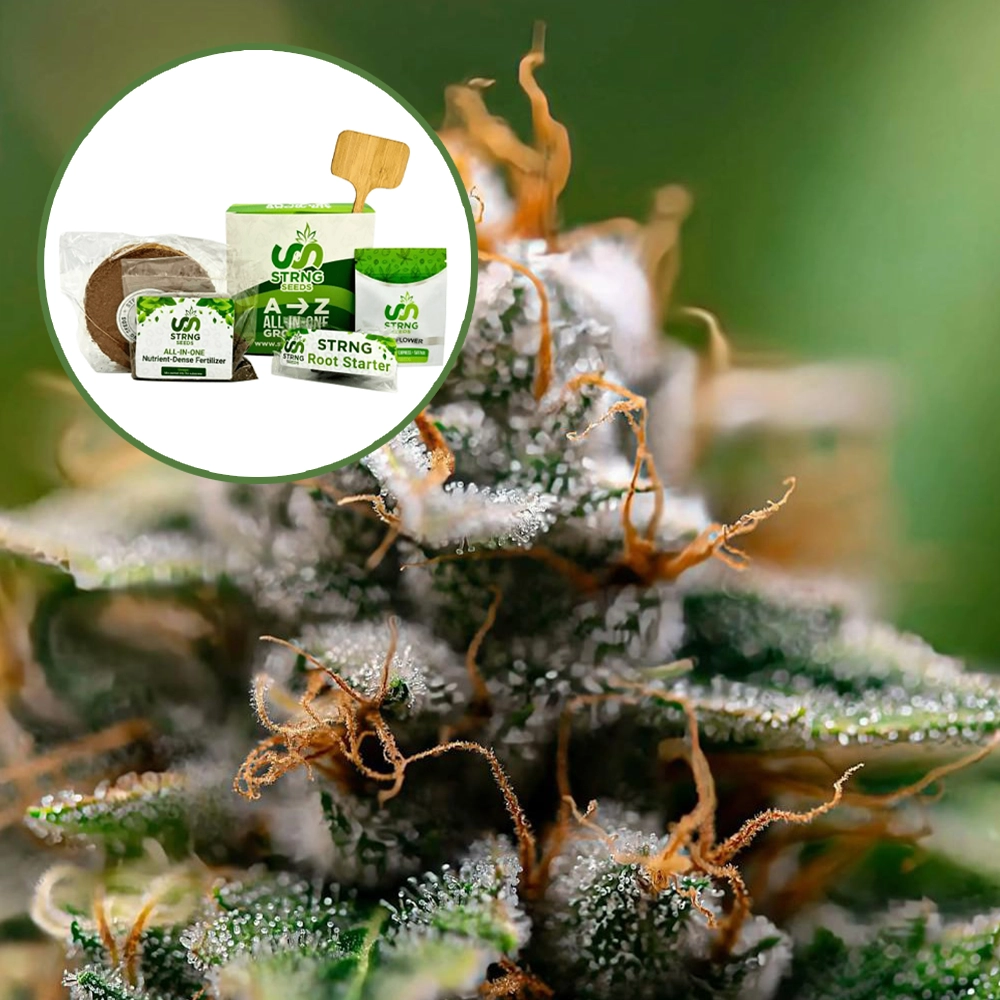 Gorilla Glue x Skywalker OG Strain Grow Kit