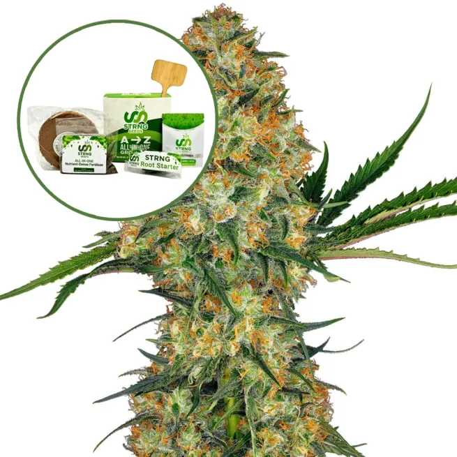Hindu Kush Strain Grow Kit