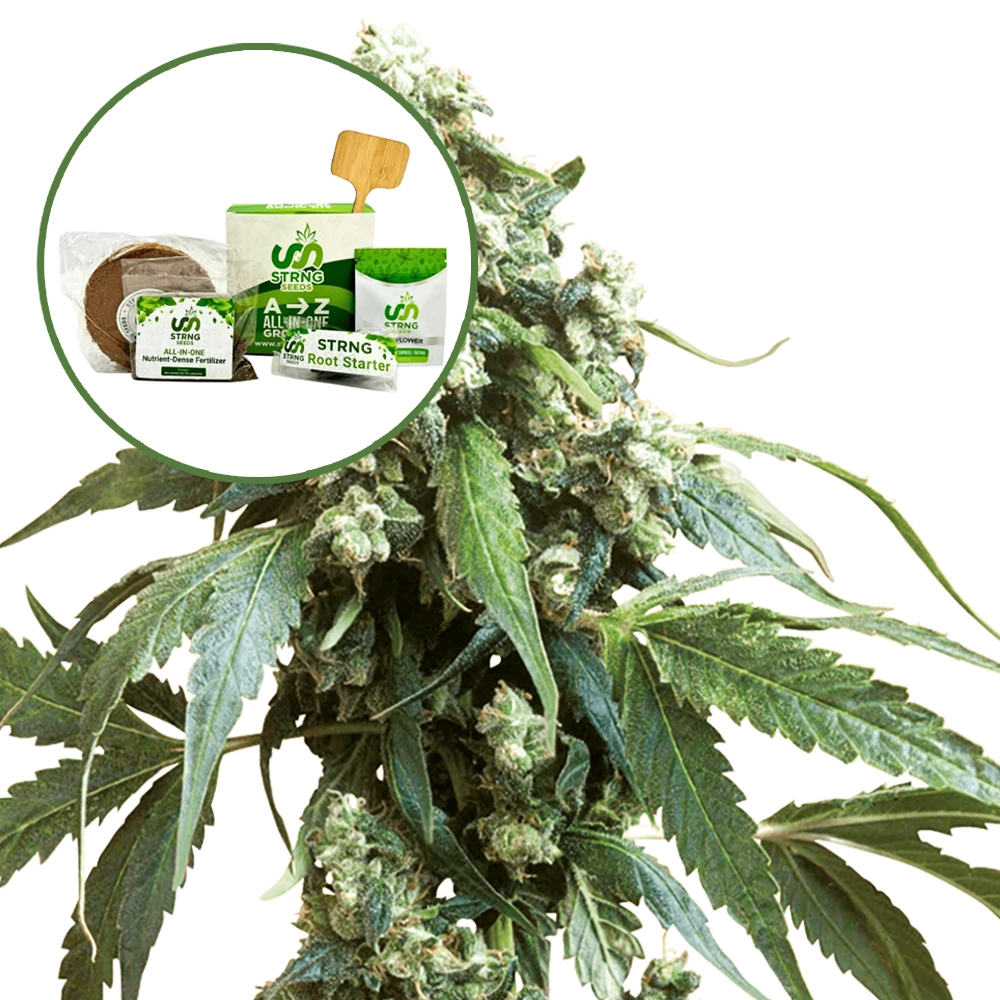 Jack Flash Strain Grow Kit