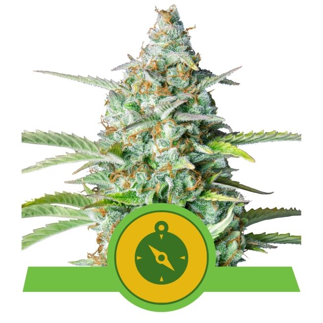 Northern Lights Auto