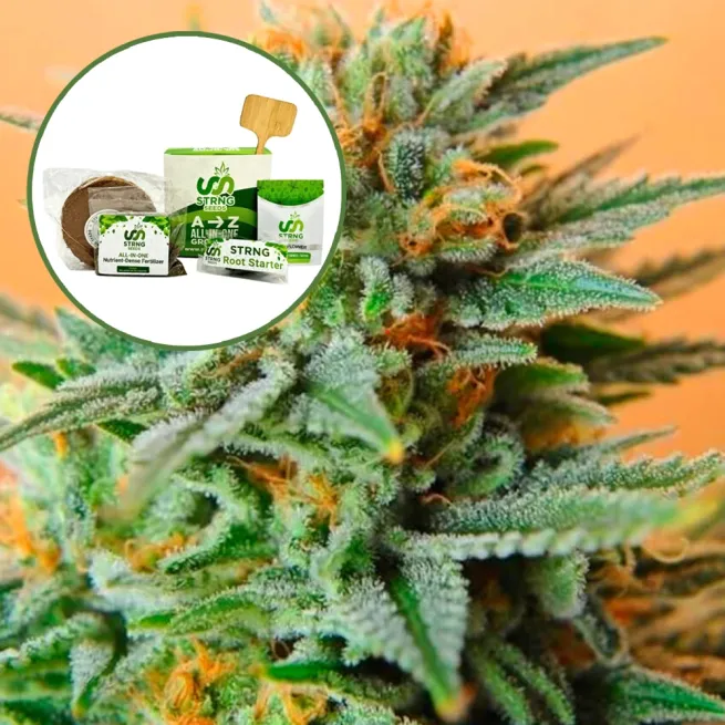 Papaya Kush Strain Grow Kit