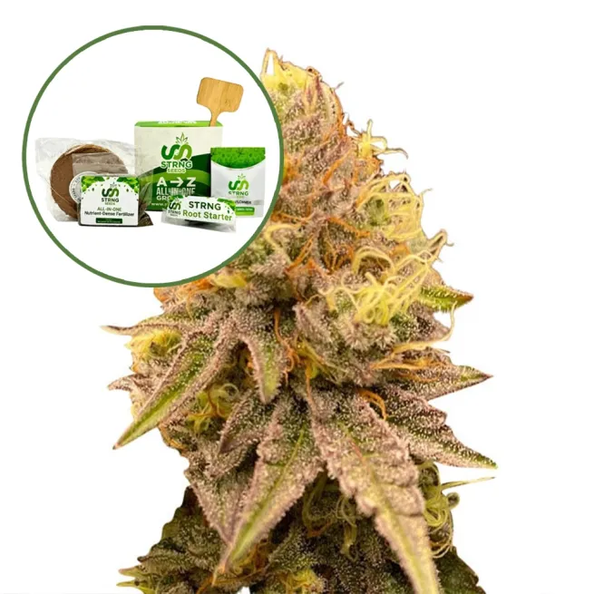 Pineapple Express Strain Grow Kit