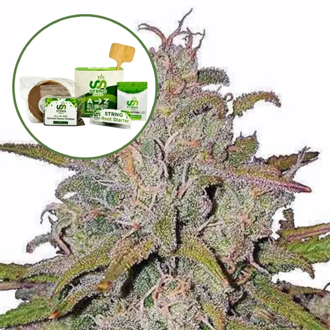 Pink Runtz Strain Grow Kit