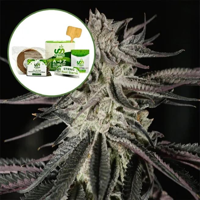 Purple Kush Strain Grow Kit
