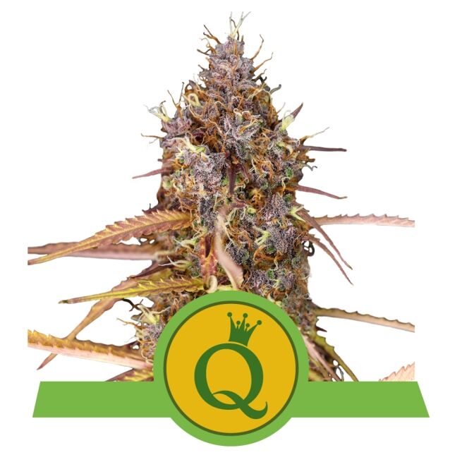 Purple Queen Auto