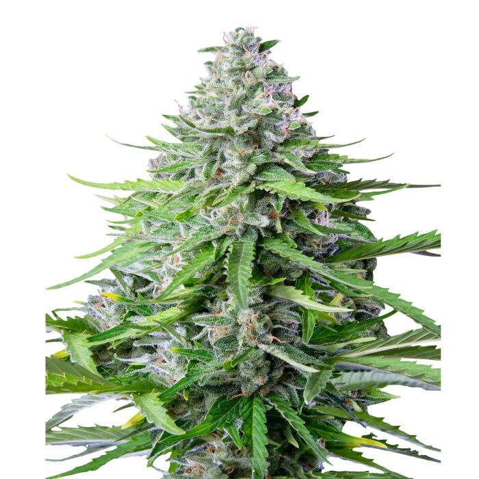 Royal Cookies Auto - Image 3