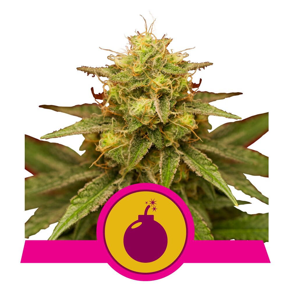 Royal Domina