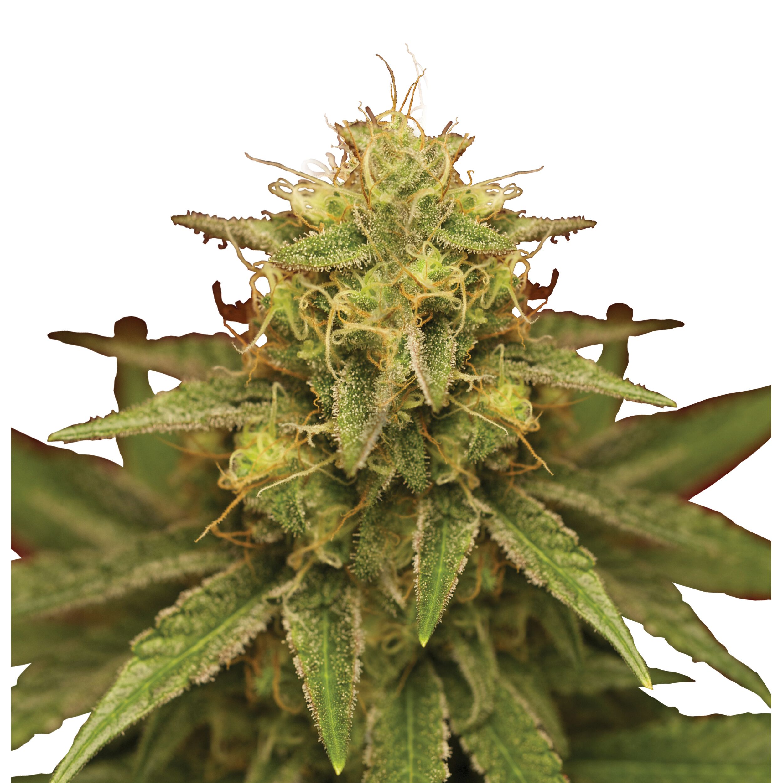 Royal Domina Plant