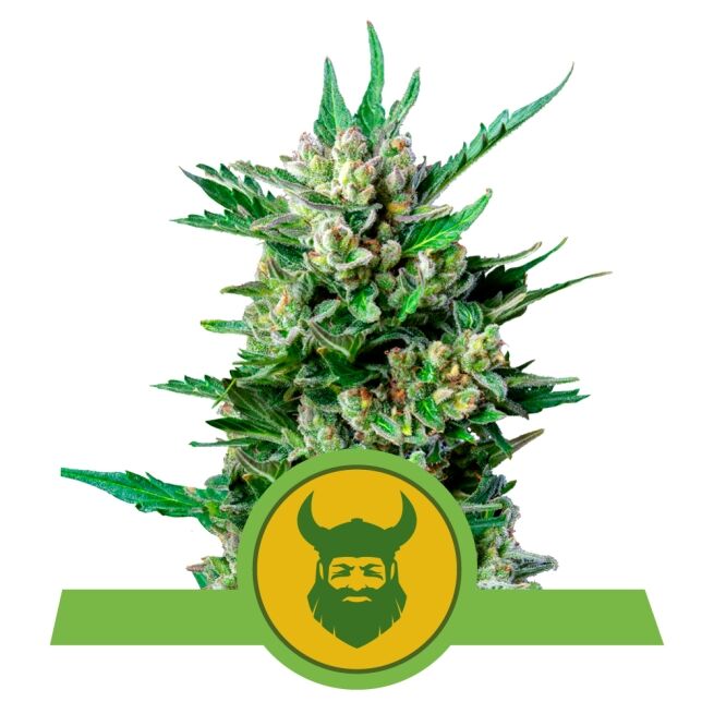 Royal Dwarf Auto